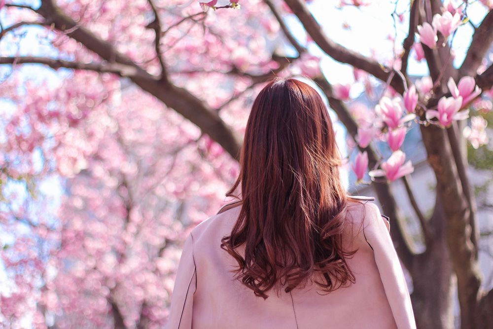 sakura2